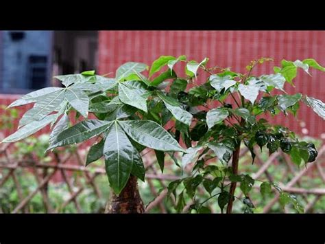 茉莉花招財|【門口種茉莉花好嗎】門口種茉莉花，好運旺桃花？破解風水迷思。